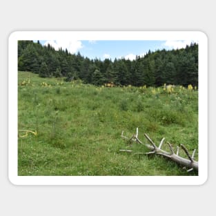 Picea abies native forest in northern Greece Sticker